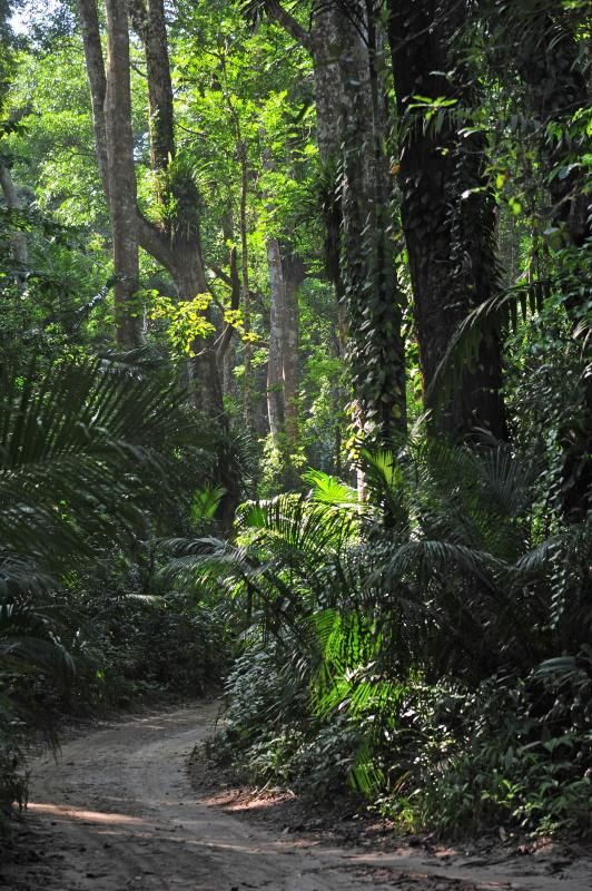 Masingini Forest